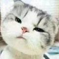 神祺428头像