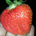 Aan一生所爱1头像