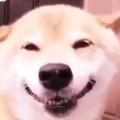 双咪四个二要不起头像