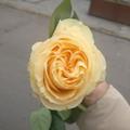 生产队小钢炮头像