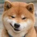 张平Robin头像