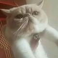淡泊的花猫KEt头像