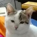 八角云 · 坦克300车主·车龄2年头像