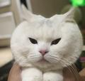 馒头头像