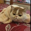 咸鱼头像