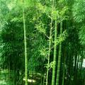 问天56371头像