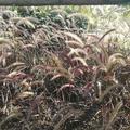 森林盛夏婵鸣青718头像