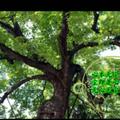 菩提树239532494头像