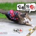 小詩弟960头像