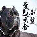 阿文-荆楚曼巴犬舍头像