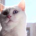 君若缘头像