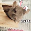壹個不善言辭的笨小孩110头像