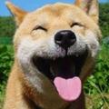 白菜豆腐加辣条头像