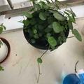恶魔高校122555头像