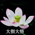 你的外卖到拉头像