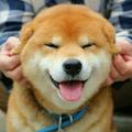 deemo80头像