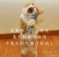 汪小九的蔷薇花头像