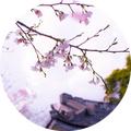 火神788头像