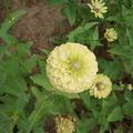 yellowfriend头像