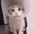 逗逗看车头像