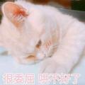 152君君头像