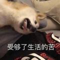 家有橘猪叫元宝头像