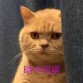 马某某某哞头像