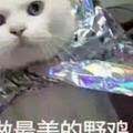 用户100592322734头像