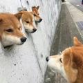 君君找你打怪兽头像
